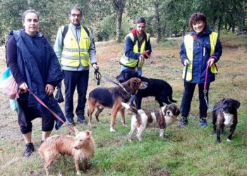 Los perros de A Madroa vuelven a pasear (ahora faltan voluntarios)