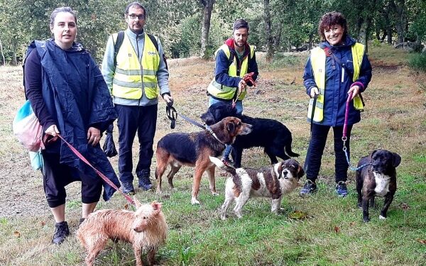 Los perros de A Madroa vuelven a pasear (ahora faltan voluntarios)