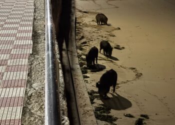 Una familia de jabalíes se paseó por la playa de Panxón