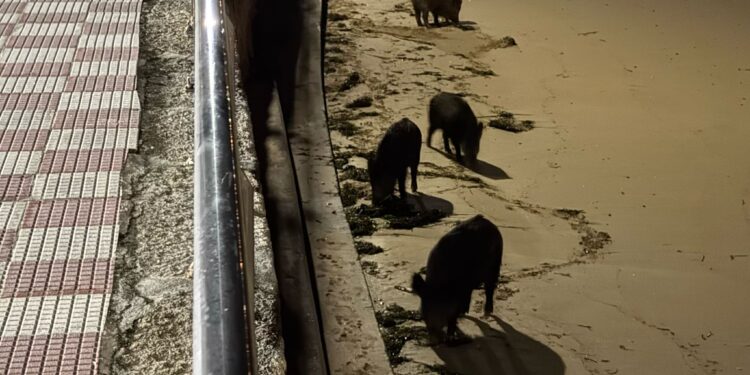 Una familia de jabalíes se paseó por la playa de Panxón
