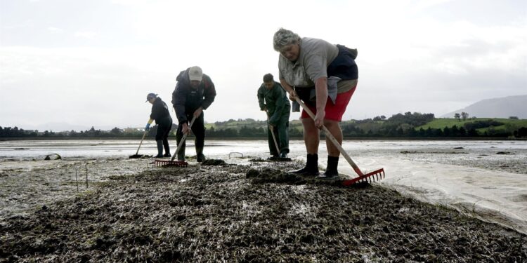 CSIC y Xunta investigarán la mortalidad de la almeja rubia