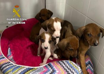 Un vecino afronta una posible multa de al menos 10.000 euros tras abandonar en A Guarda a cinco cachorros