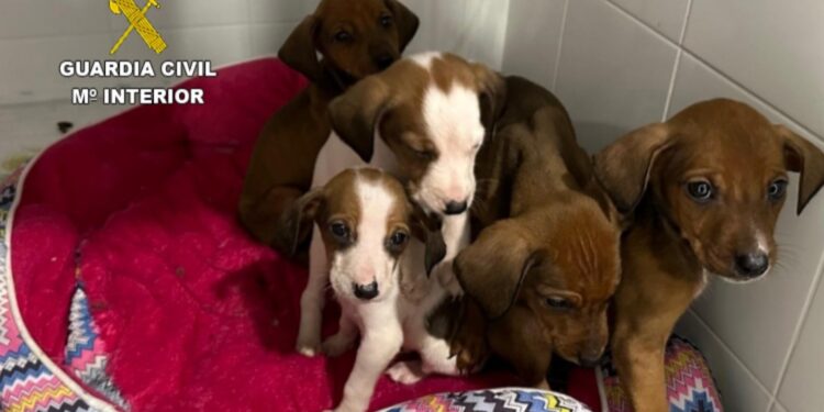 Un vecino afronta una posible multa de al menos 10.000 euros tras abandonar en A Guarda a cinco cachorros