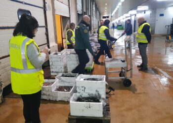 Decomisados casi 90 kilos de choco «irregular» en la lonja del Berbés