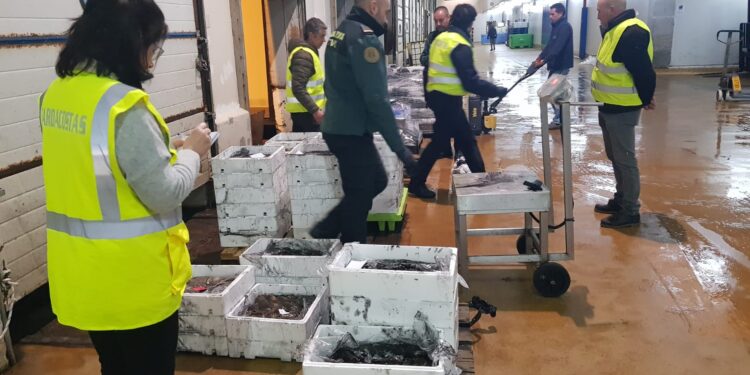 Decomisados casi 90 kilos de choco «irregular» en la lonja del Berbés