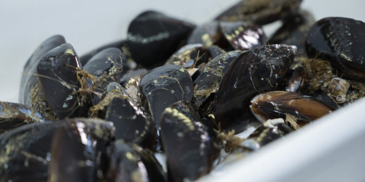 Un estudio del CSIC analiza los peligros para el cultivo del mejillón: «Está ante una situación amenazante»