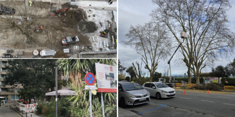 El BNG de Vigo denuncia un nuevo «arboricidio» del «alcalde-leñador»