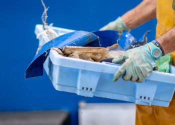 Jornada de voluntariado en Cesantes para retirar basura marina y especies invasoras