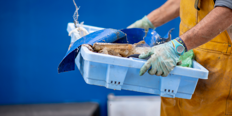 Jornada de voluntariado en Cesantes para retirar basura marina y especies invasoras