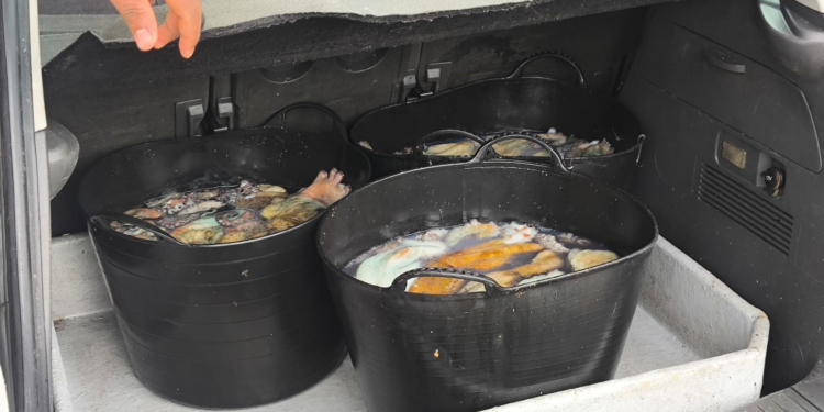 La Policía Nacional decomisa más de 76 kilos de pulpo ilegal