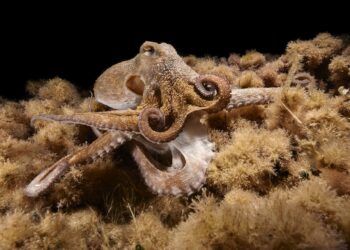 Un estudio revela la asombrosa capacidad de adaptación de un pulpo salvaje con nueve brazos