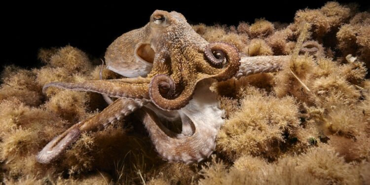 Un estudio revela la asombrosa capacidad de adaptación de un pulpo salvaje con nueve brazos