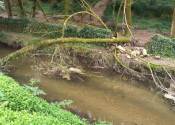 Radiografía del paseo del Lagares: maleza, árboles sobre el cauce y riesgo de derrumbe