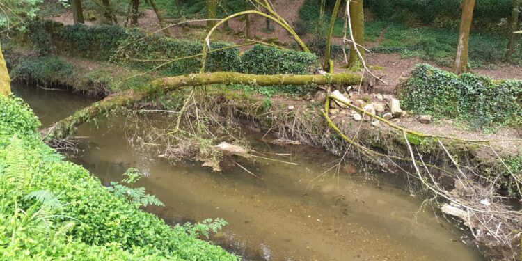 Radiografía del paseo del Lagares: maleza, árboles sobre el cauce y riesgo de derrumbe