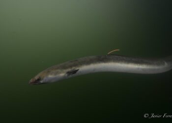 En marcha los planes de pesca de anguila en la Ría de Vigo