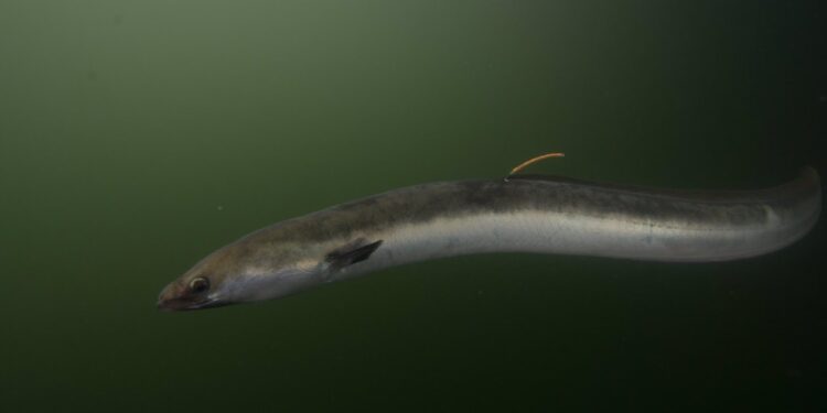 En marcha los planes de pesca de anguila en la Ría de Vigo