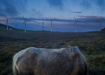 El alma rural se desvela en el Quiñones de León