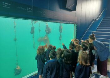 Vigo celebra su Festival Azul: abiertas las inscripciones para disfrutar de la ría