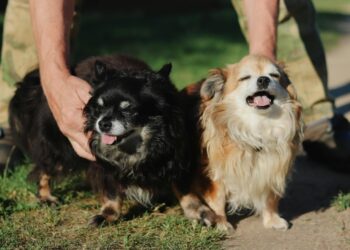 Uno de cada tres gallegos comparte su vida con un animal (pero no todo es felicidad)