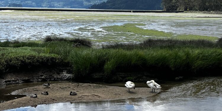 «Es incomprensible que la depuradora de Vigo quede inservible por no tener generadores auxiliares»