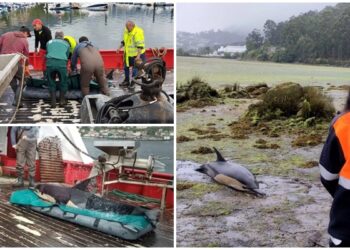 Rescatan y devuelven al mar a un delfín que apareció varado en la Ría de Vigo