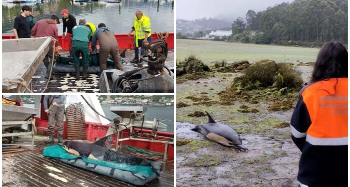 Rescatan y devuelven al mar a un delfín que apareció varado en la Ría de Vigo