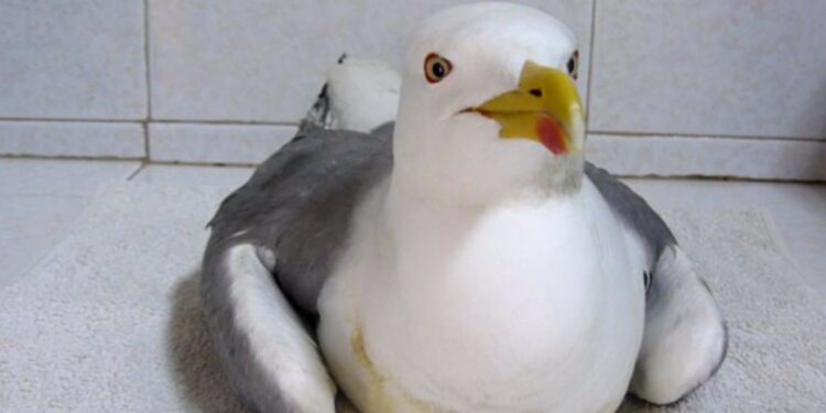 El IEO de Vigo participa en un estudio internacional que analiza la parálisis en las gaviotas