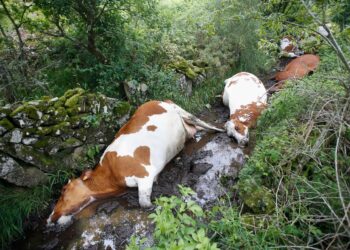 Un rayo fulmina 22 vacas de una ganadería familiar: «Es el trabajo de toda una vida. En segundos lo pierdes todo»