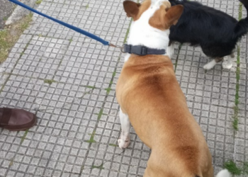 Liberan a dos perros en Vigo que estaban encerrados en un coche mientras su dueño hacía recados