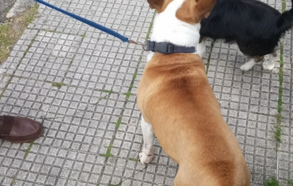 Liberan a dos perros en Vigo que estaban encerrados en un coche mientras su dueño hacía recados