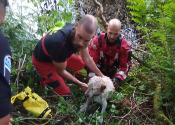 Los bomberos rescatan a un perro atrapado en el río Tea