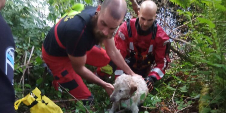 Los bomberos rescatan a un perro atrapado en el río Tea