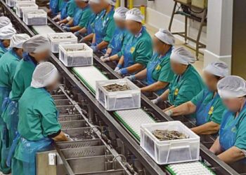 Una conservera de Vigo, obligada a transformar 31 contratos fijos discontinuos en indefinidos