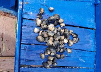 Sorprenden en Vigo a un ‘furtivo’ reincidente y a otro bañista extrayendo almeja en las playas de Teis