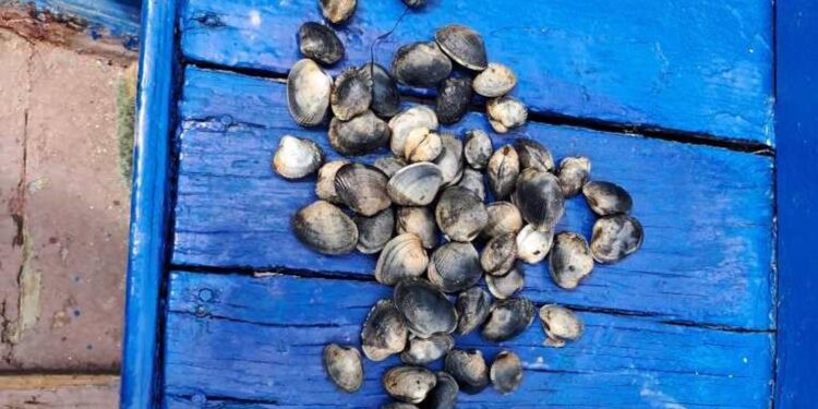 Sorprenden en Vigo a un ‘furtivo’ reincidente y a otro bañista extrayendo almeja en las playas de Teis