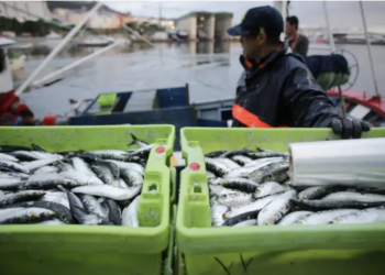 La sardina arrasa en la lonja de Vigo por San Juan, pero habrá más el lunes