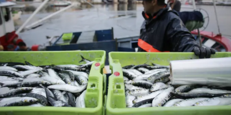 La sardina arrasa en la lonja de Vigo por San Juan, pero habrá más el lunes