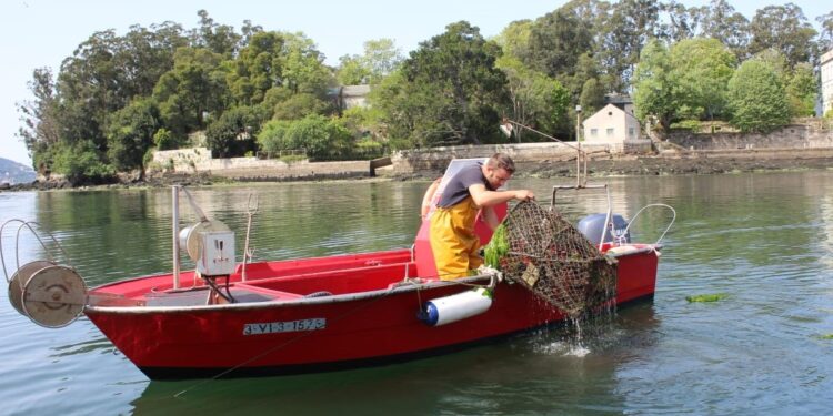 La Consellería do Mar veta la pesca del choco en Vigo hasta noviembre
