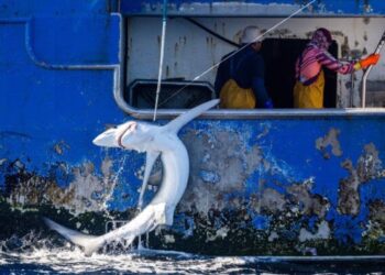 Liberan tiburones capturados por un buque de Vigo en aguas del Pacífico Sur