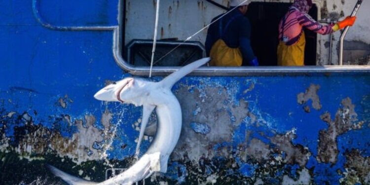 Liberan tiburones capturados por un buque de Vigo en aguas del Pacífico Sur