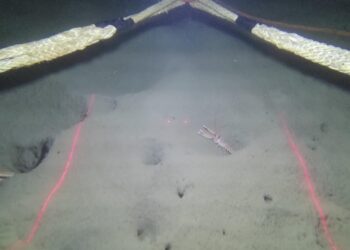 Científicos investigarán la abundancia de cigala en Galicia a través de imágenes submarinas