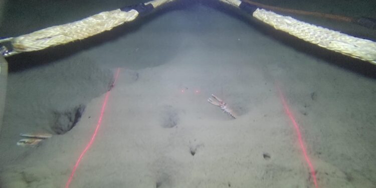 Científicos investigarán la abundancia de cigala en Galicia a través de imágenes submarinas