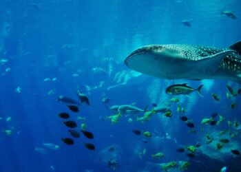 Día Mundial de los Océanos: conservar lo que nos sostiene
