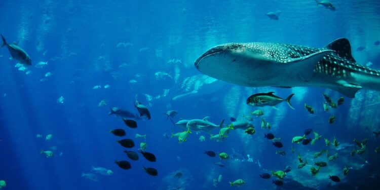 Día Mundial de los Océanos: conservar lo que nos sostiene