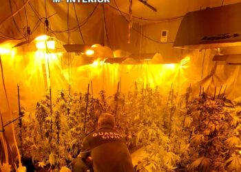 Investigan a un hombre de 60 años tras incautarle 62 plantas de marihuana que cultivaba en su casa