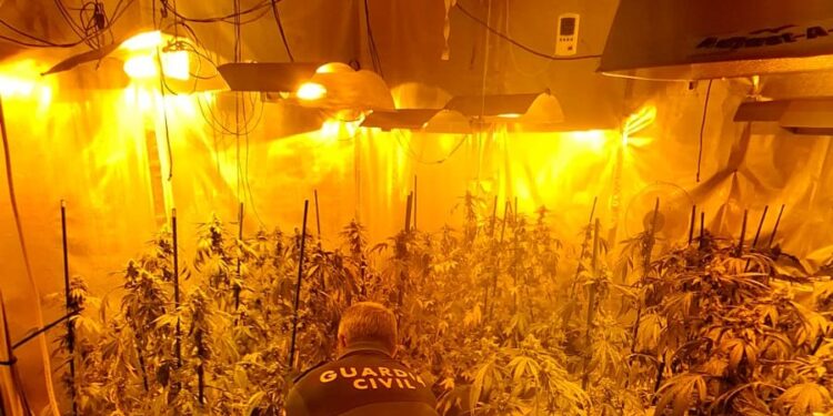 Investigan a un hombre de 60 años tras incautarle 62 plantas de marihuana que cultivaba en su casa
