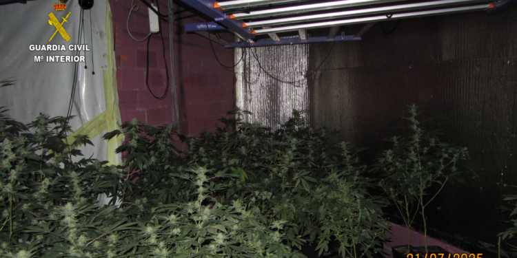 Desmantelada una plantación indoor de marihuana que se abastecía con un enganche ilegal a la red eléctrica