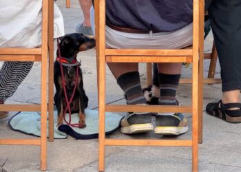 Al perro también le gusta la música