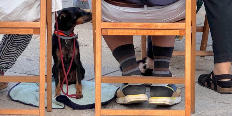 Al perro también le gusta la música