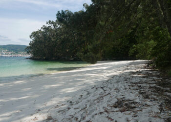 Nueva oportunidad para darse un «baño de bosque» en agosto